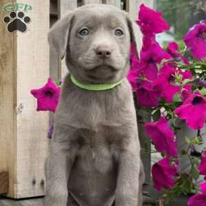 Jean, Silver Labrador Retriever Puppy